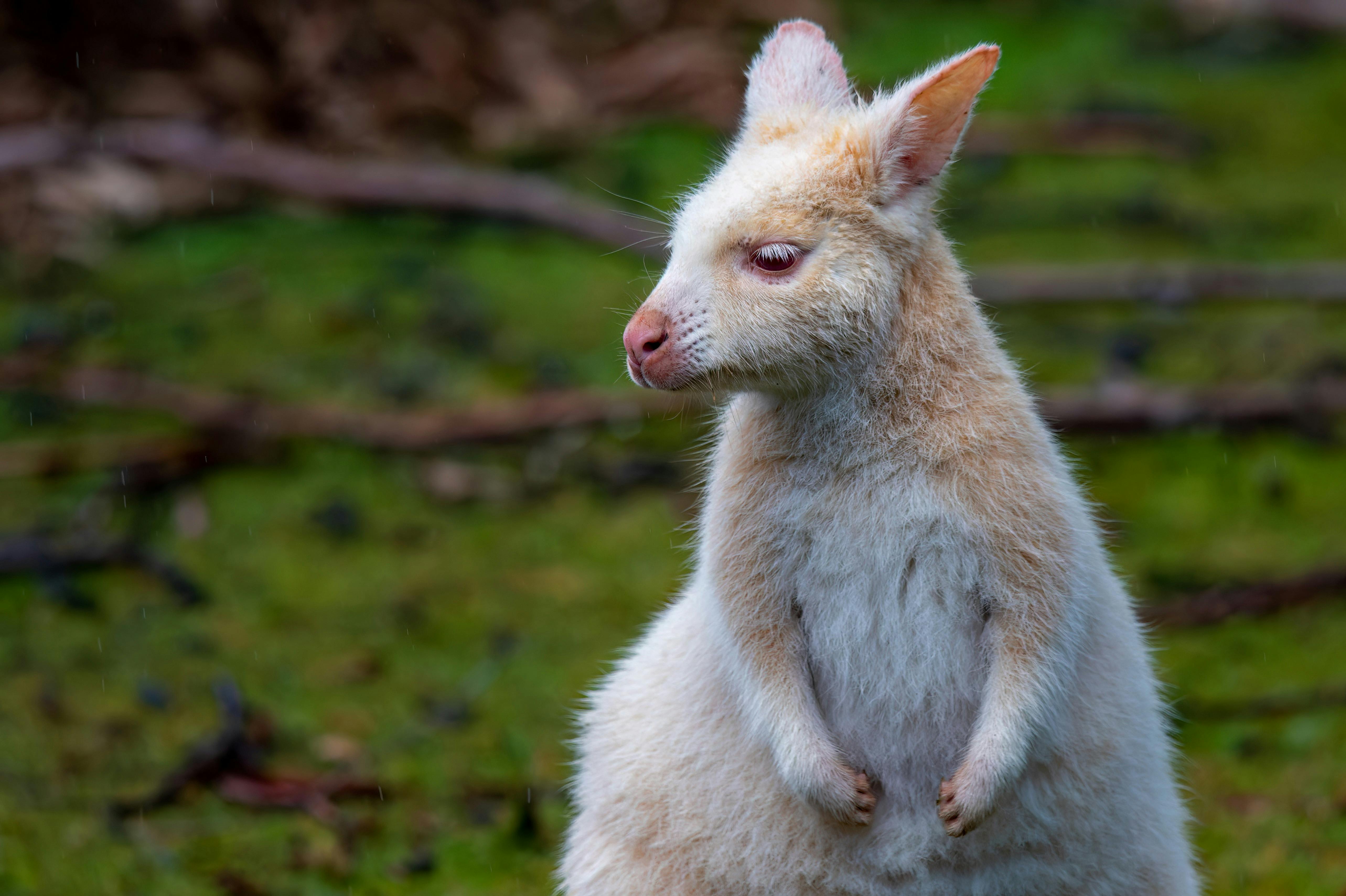 An abundance of wildlife, include the white Bennetts wallaby, Scarlet Robins and Blue Wrens