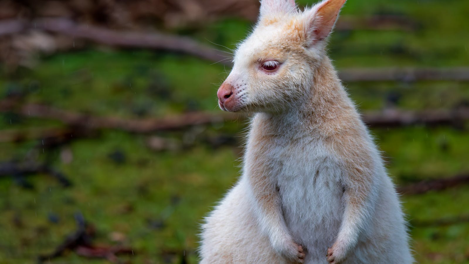 Bruny white Bennetts wallaby