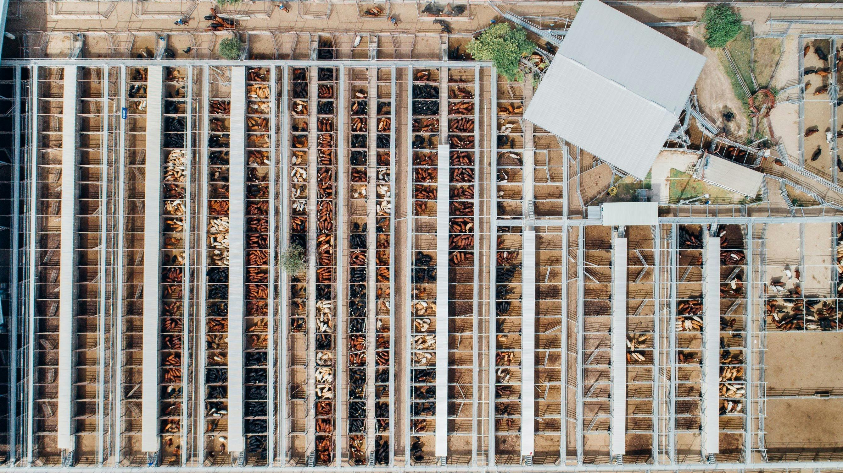Aerial view of cattle pens