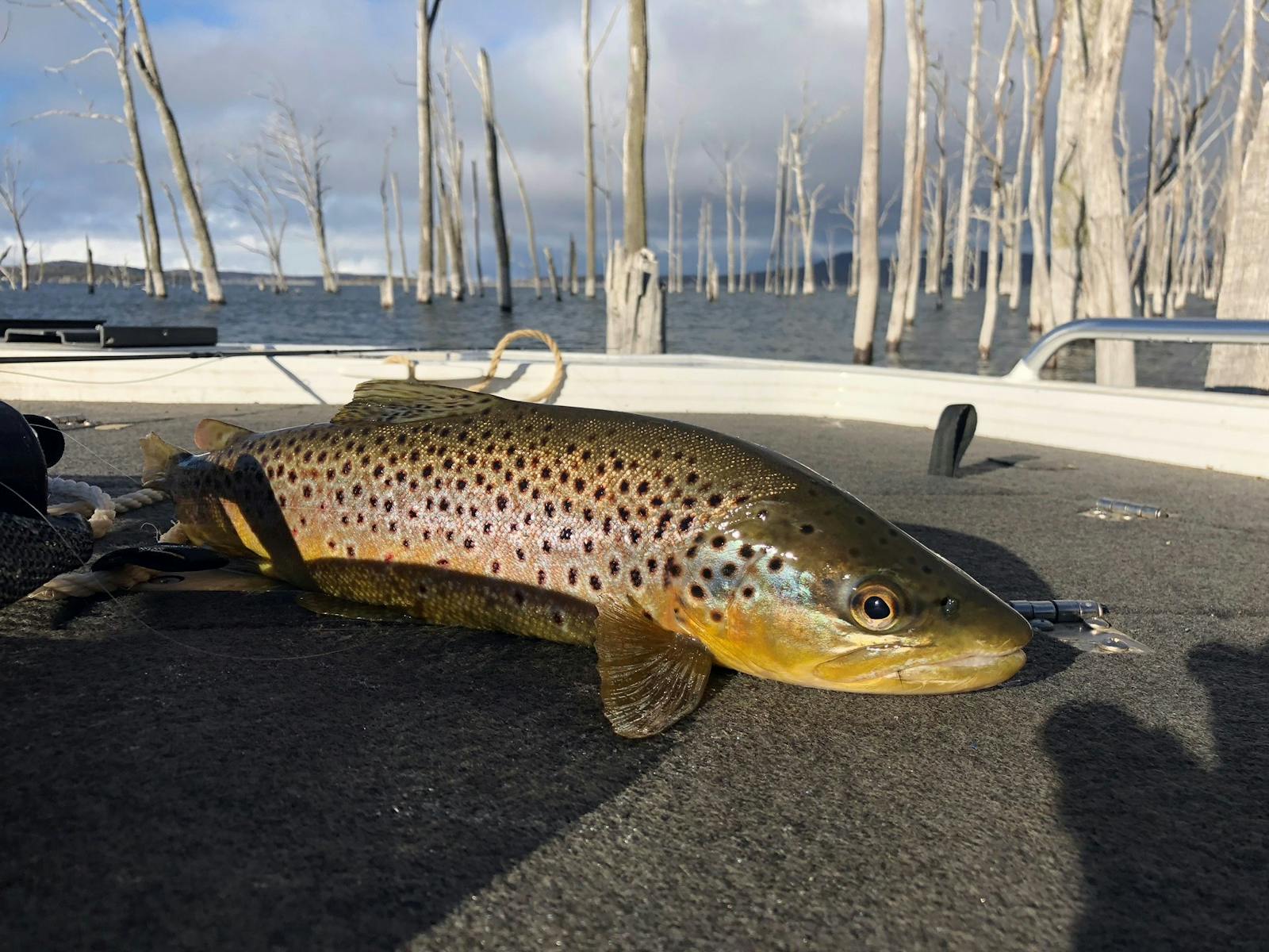 A brown trout caught on Arthurs Lake amongst dead trees, on deck for a photo before being released.