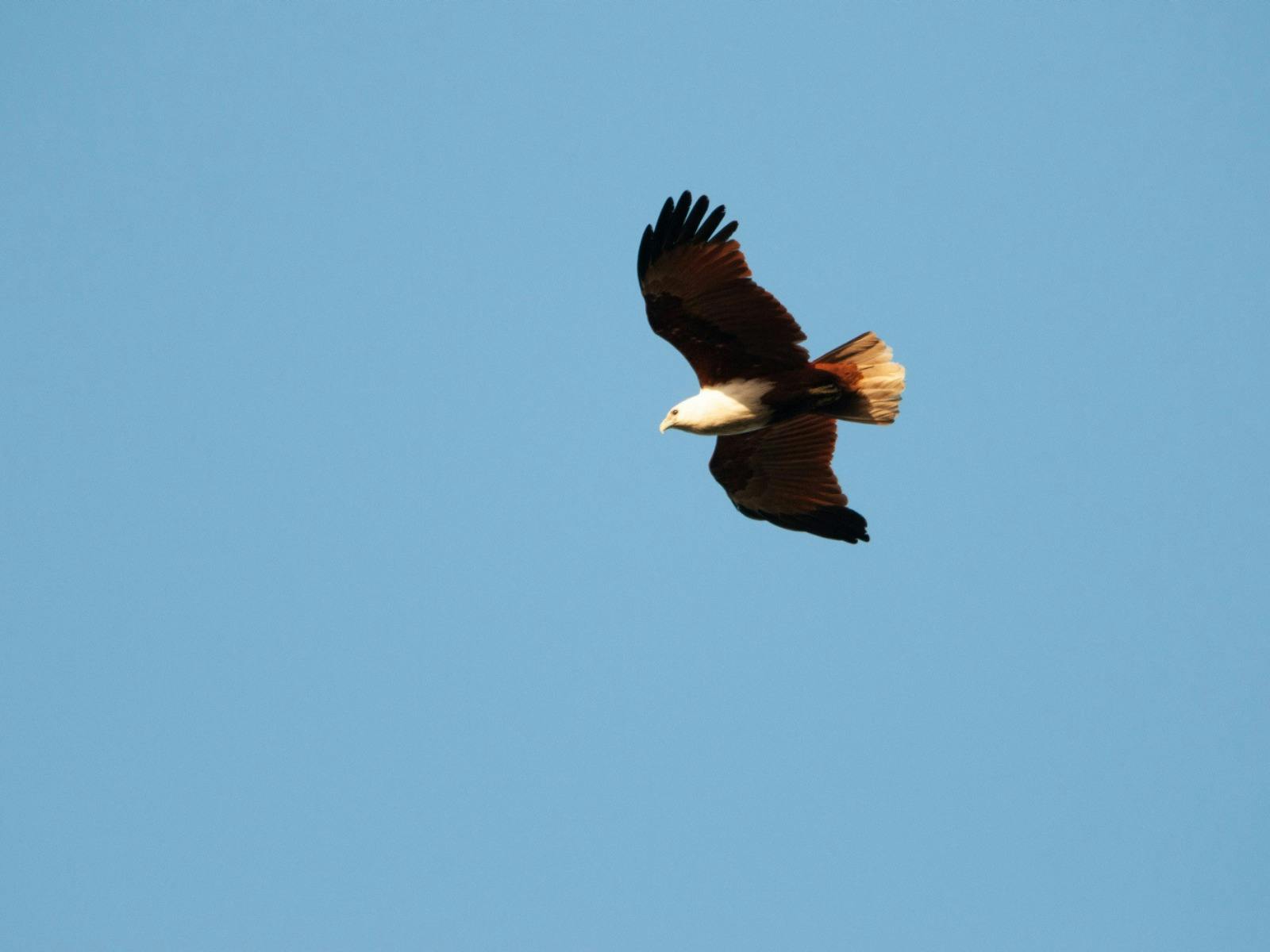 Brahminy Kite (Haliastur indus)
