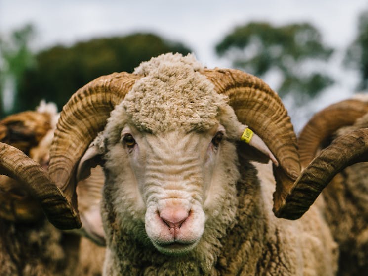 Merino Ram