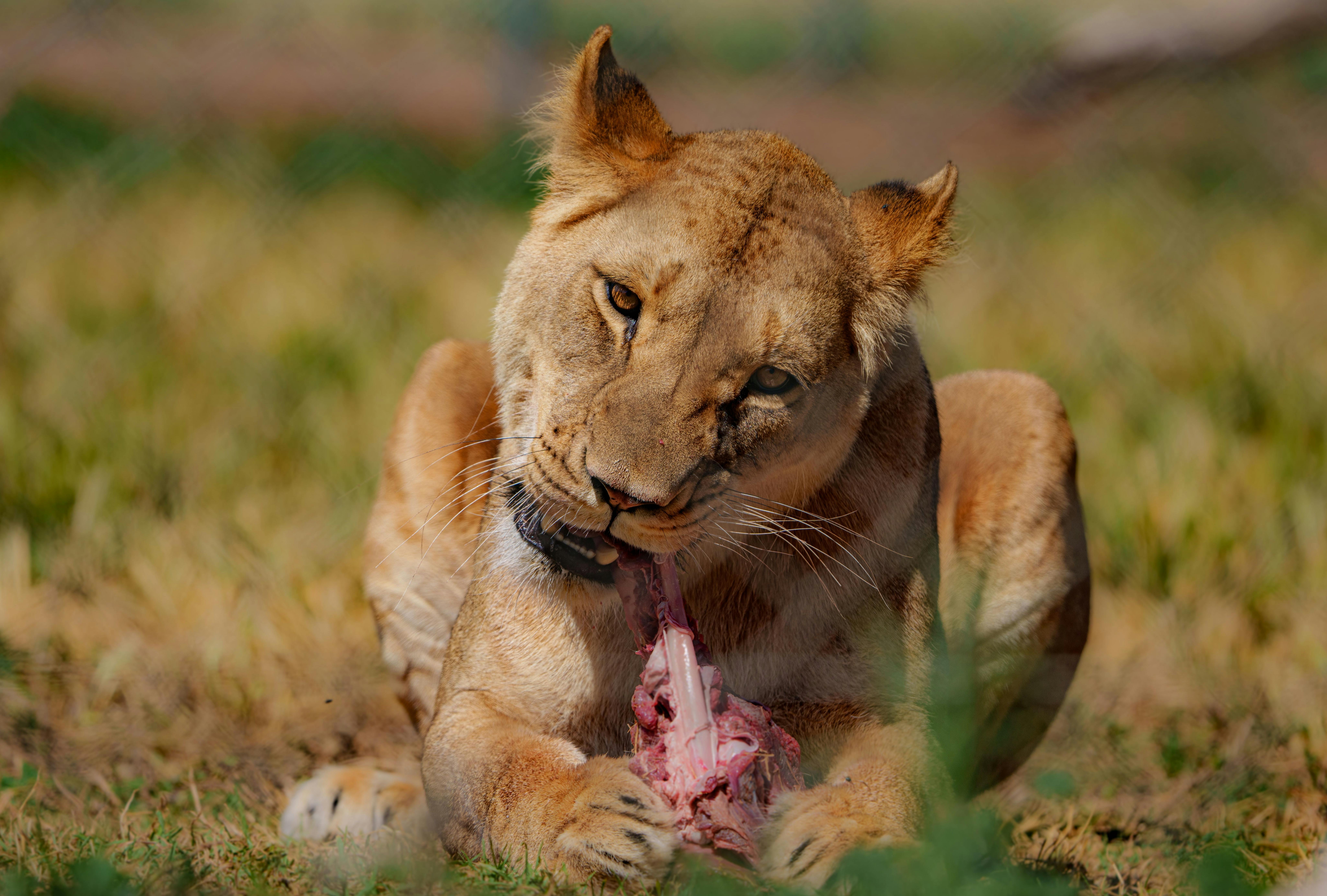 Monarto Zoo