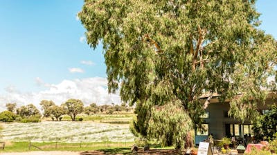 Surveyors Hill Vineyard