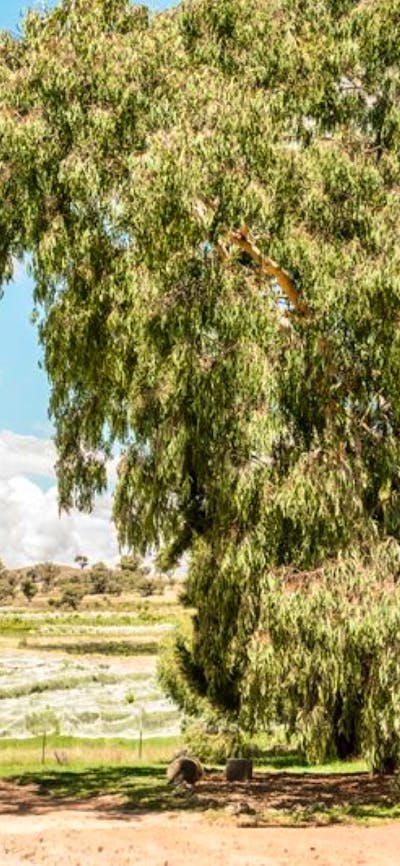 Surveyors Hill Vineyard