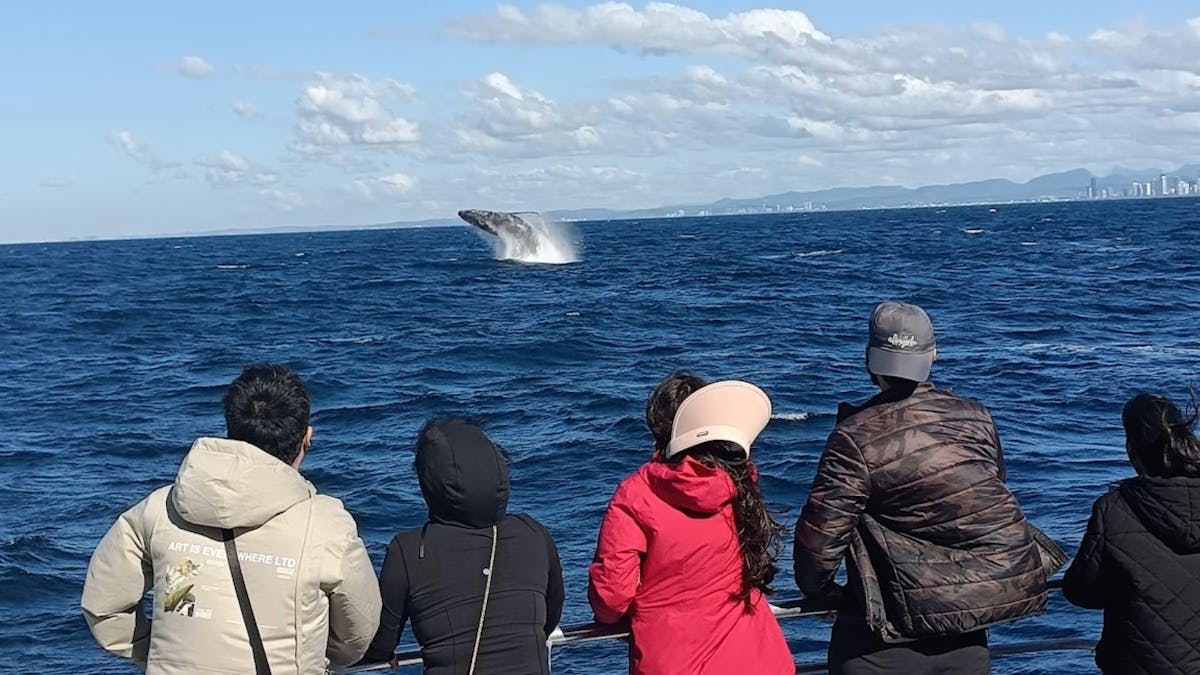 Whale Watching - ADT