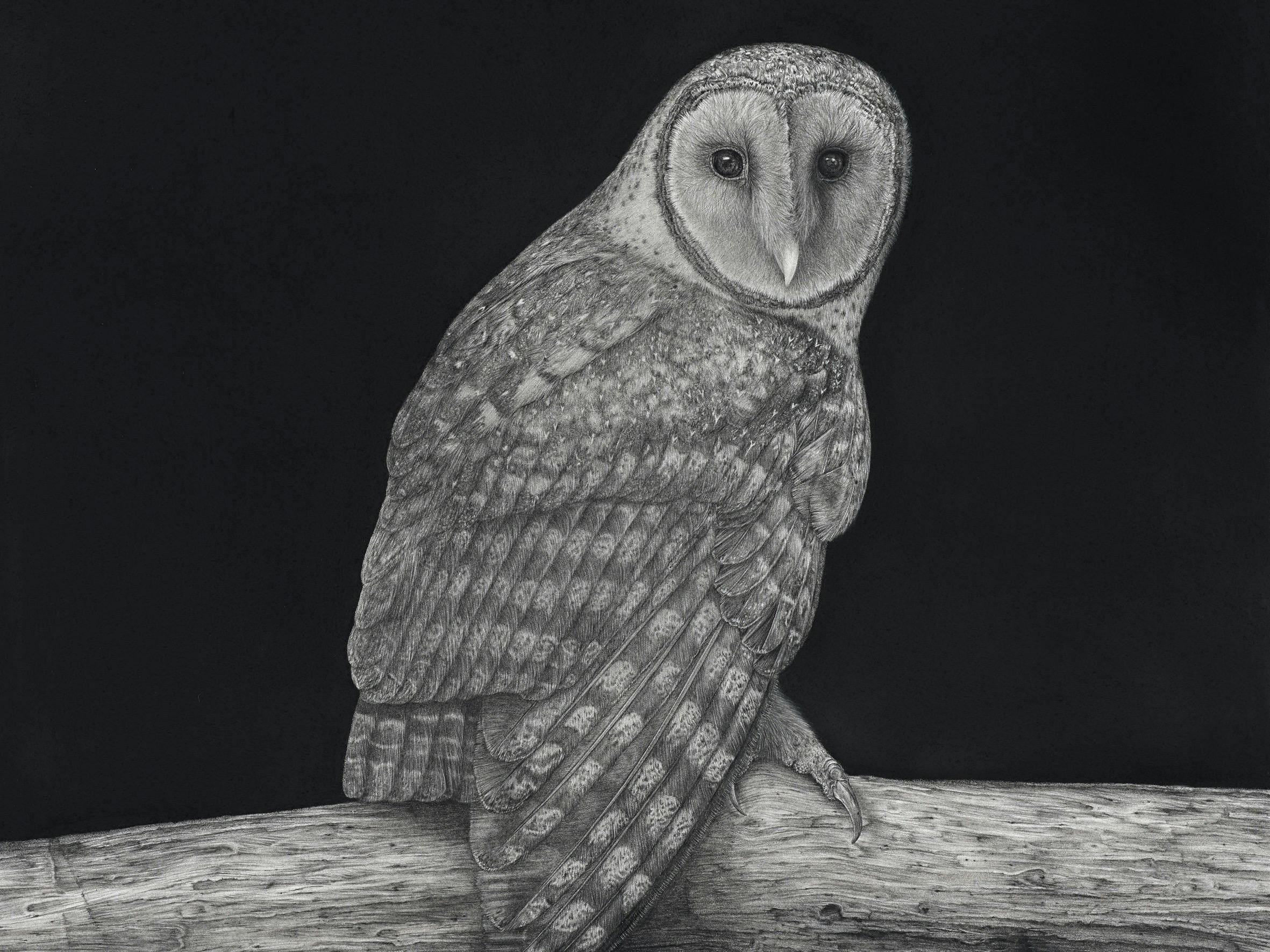 Masked Tasmanian Owl drawn in pencil and charcoal on tree branch