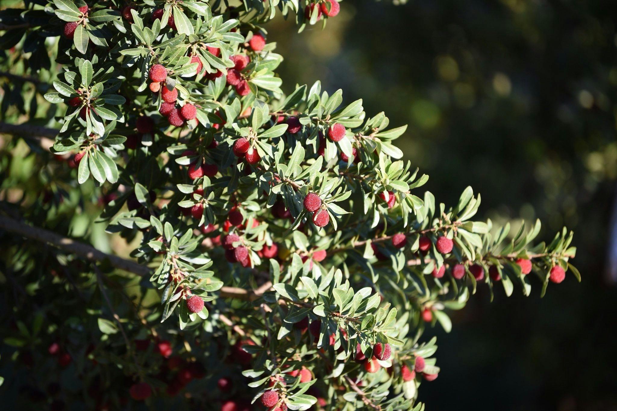 A bayberry branch covered in ripe red berries in the orchard at Pude Natural Farm