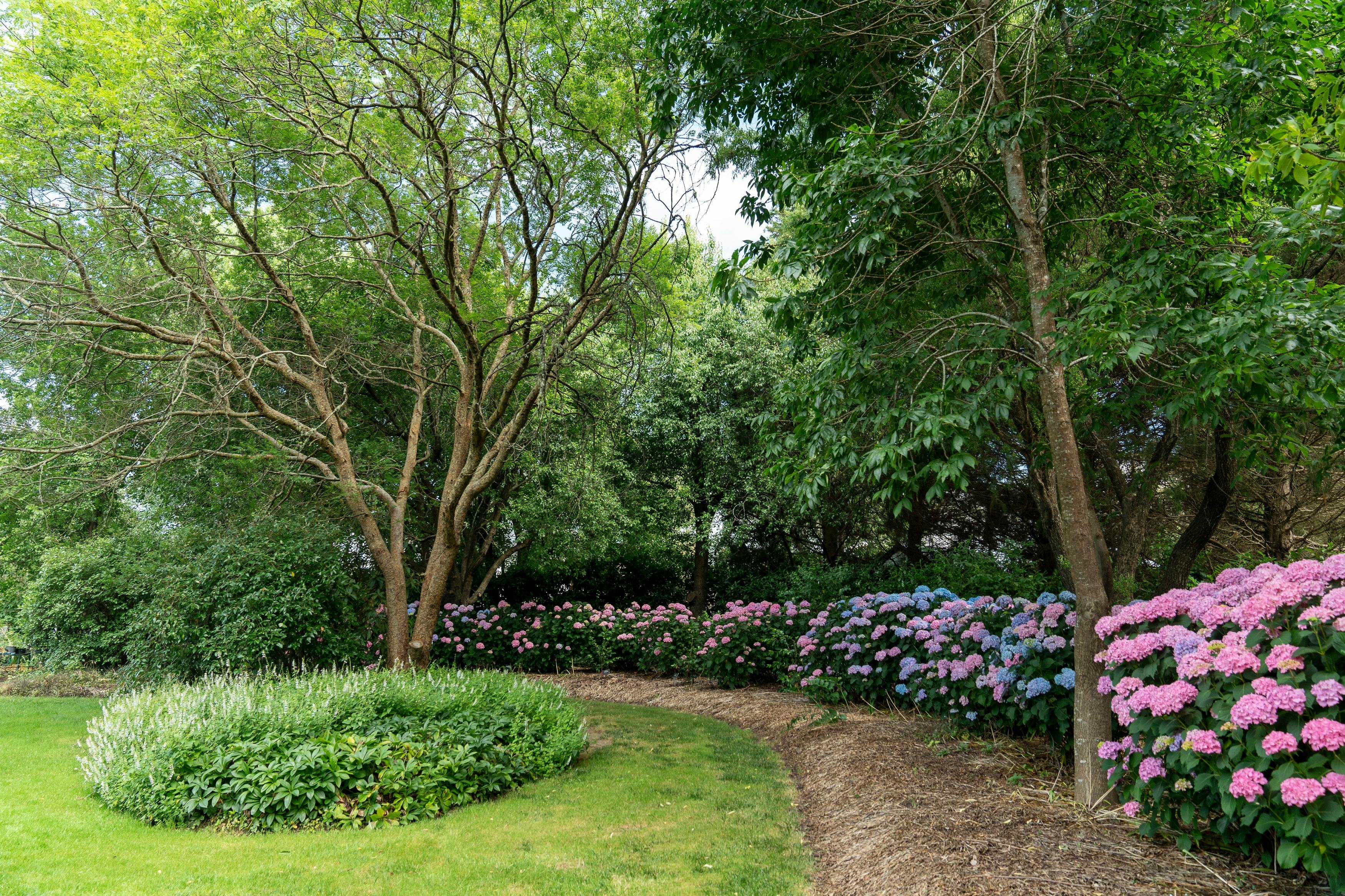 Harper's Mansion Hydrangeas