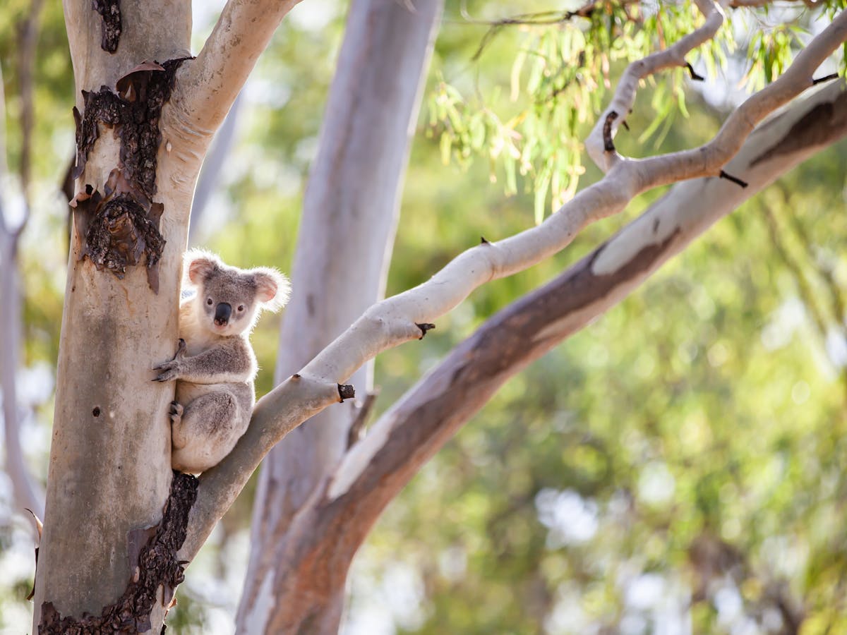 Boondooma Dam wildlife
