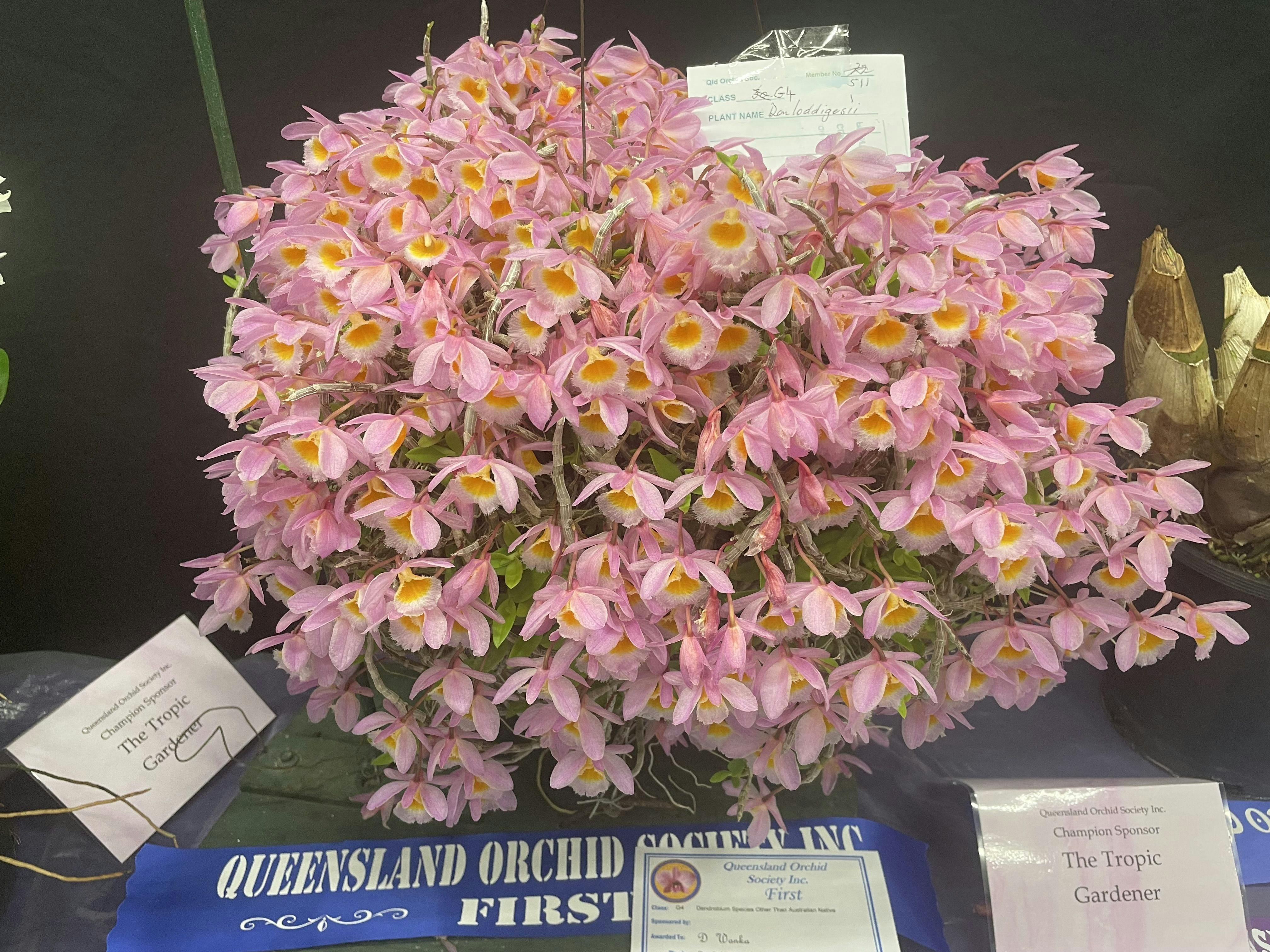 Best Specimen last show
