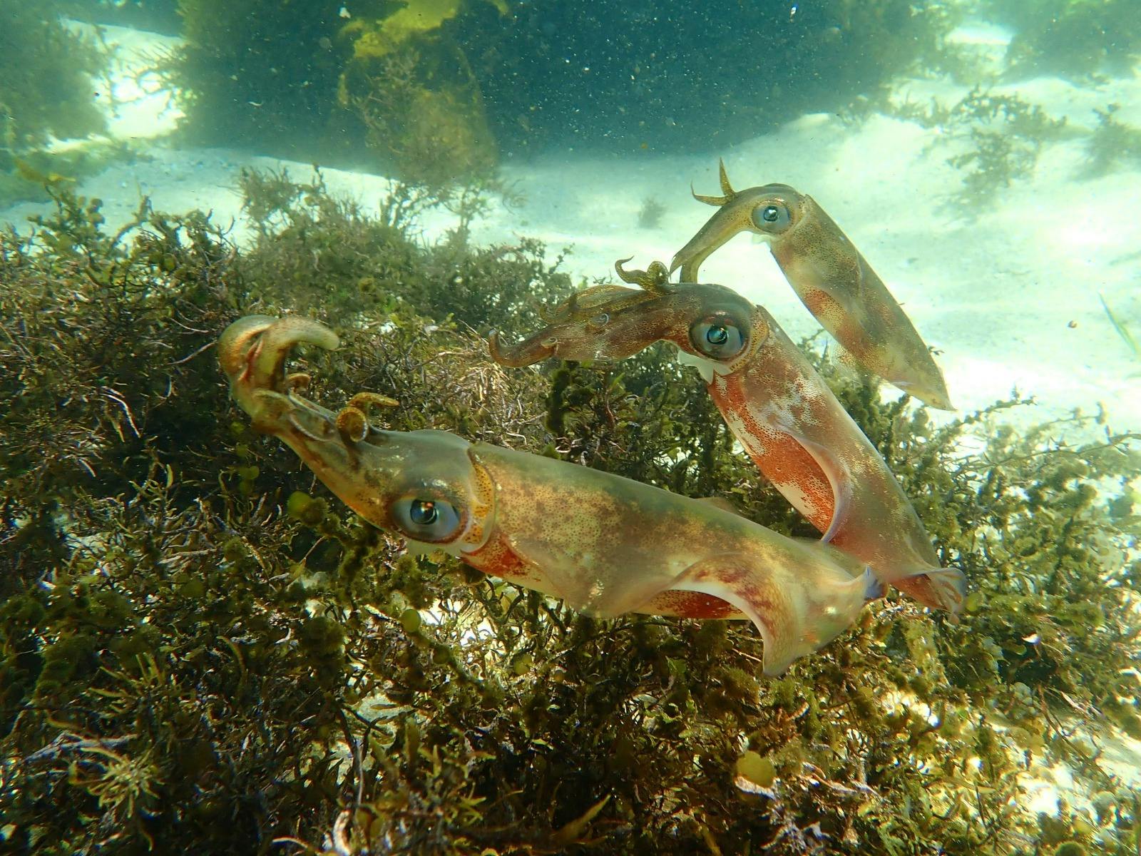 A group of squid swim together in a line through the clear, shallow water