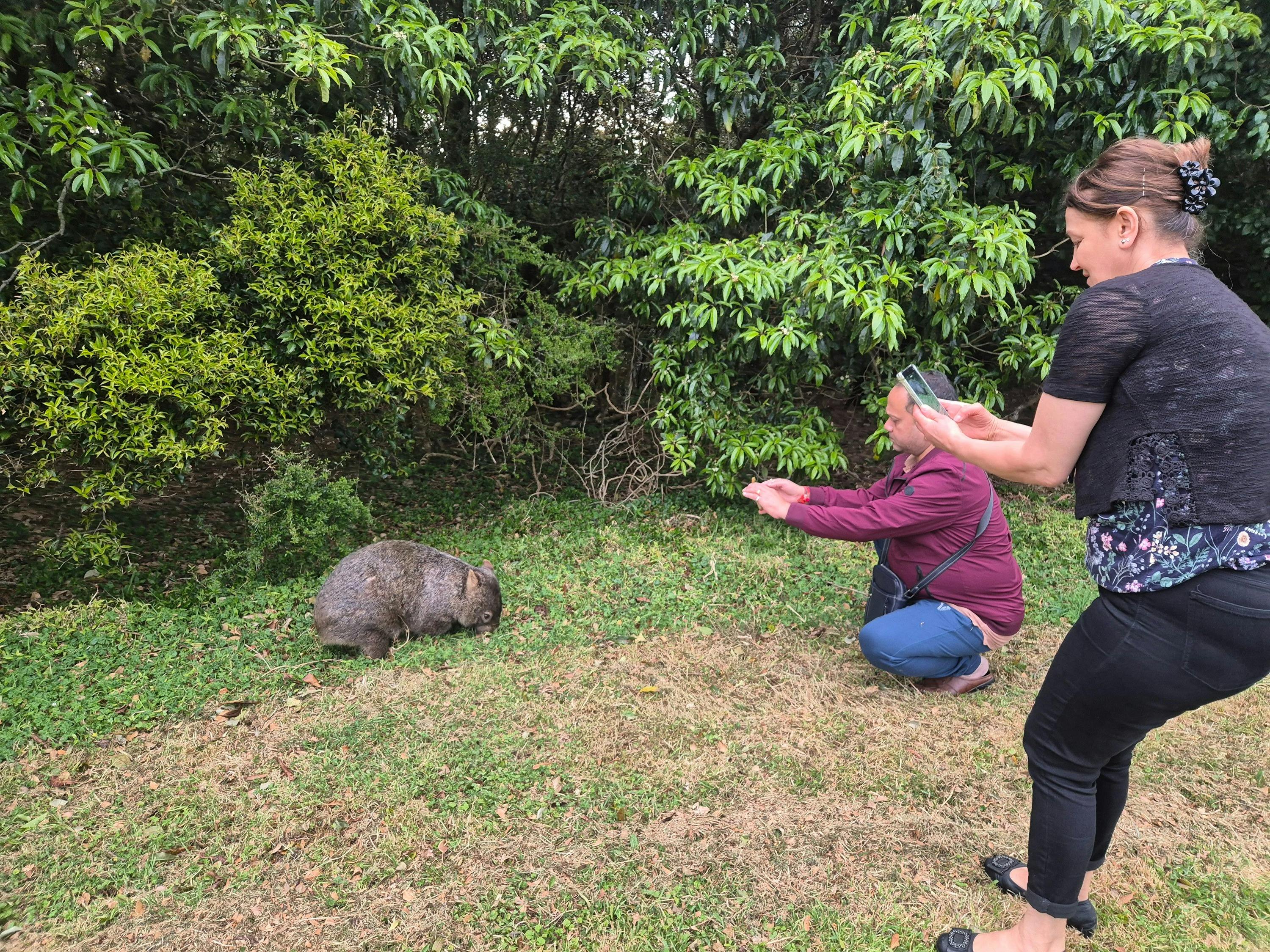 Guests take photos of a nearby wombat