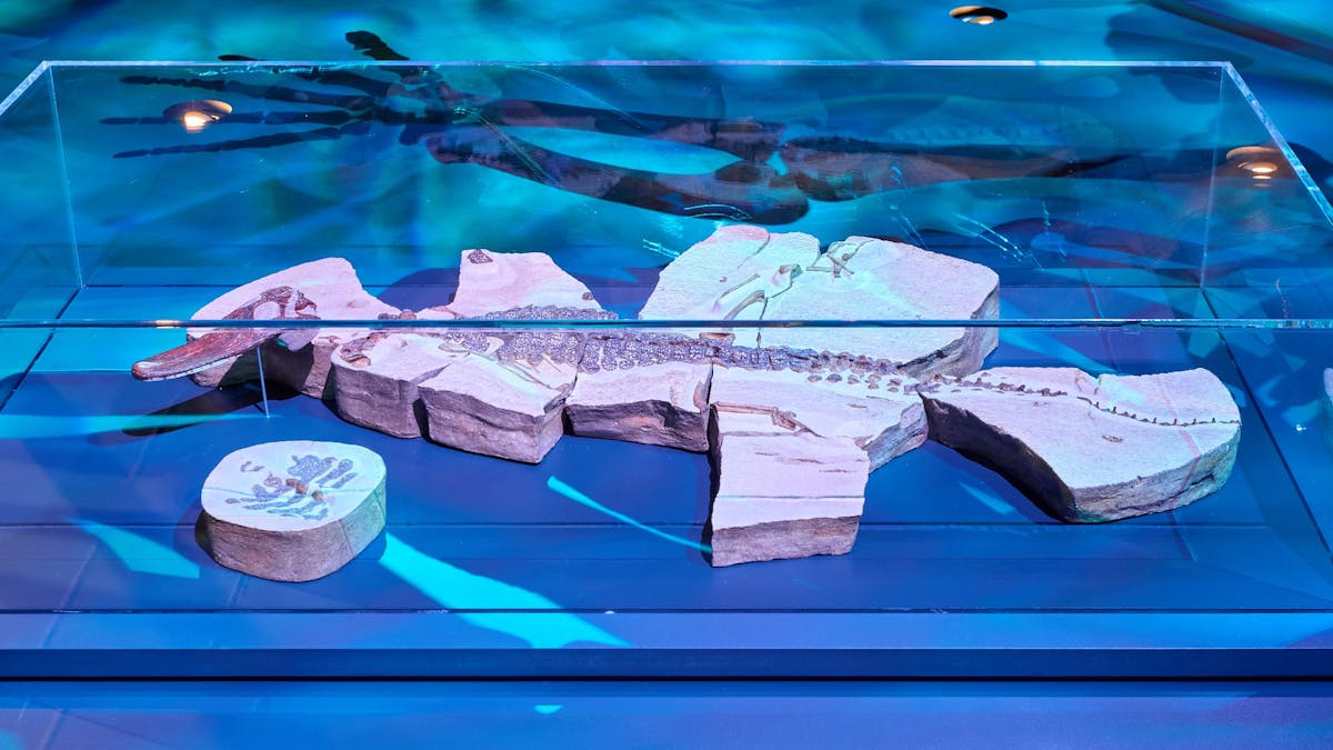A museum showcase features a scale fossil of ancient croc Isisfordia A museum showcase features a scale fossil of ancient croc Isisfordia