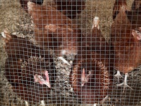 Chooks at Millicent Show
