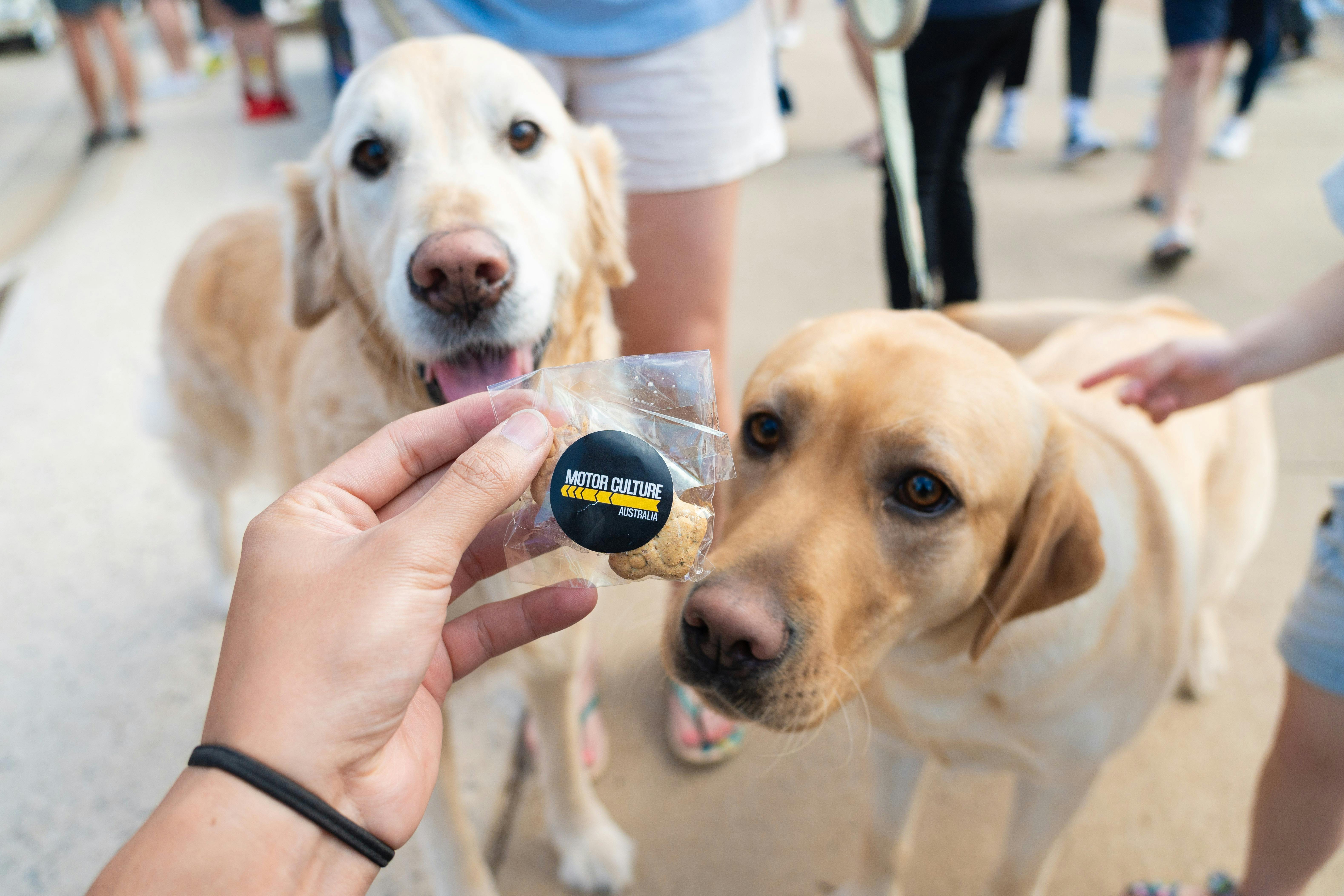 Dogs and Cars