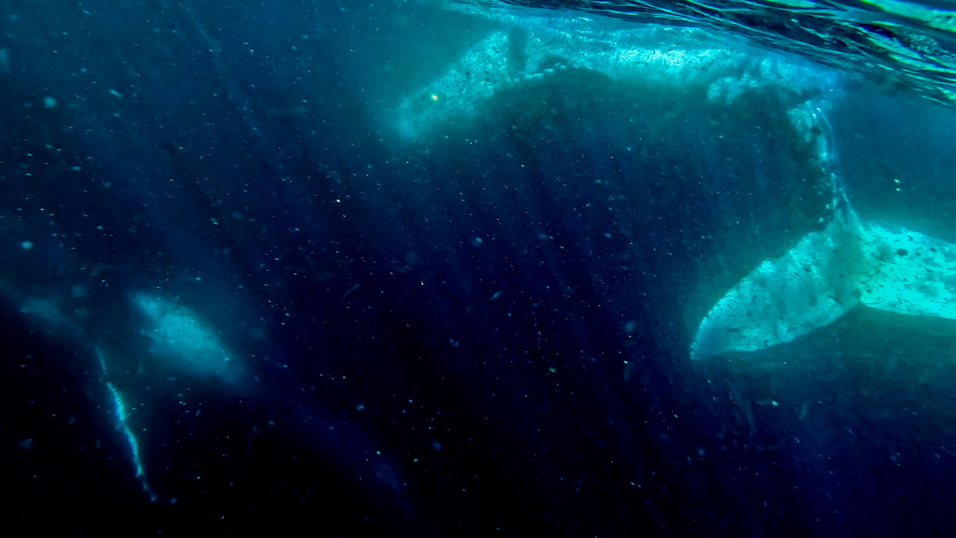 Whales Underwater Jervis Bay