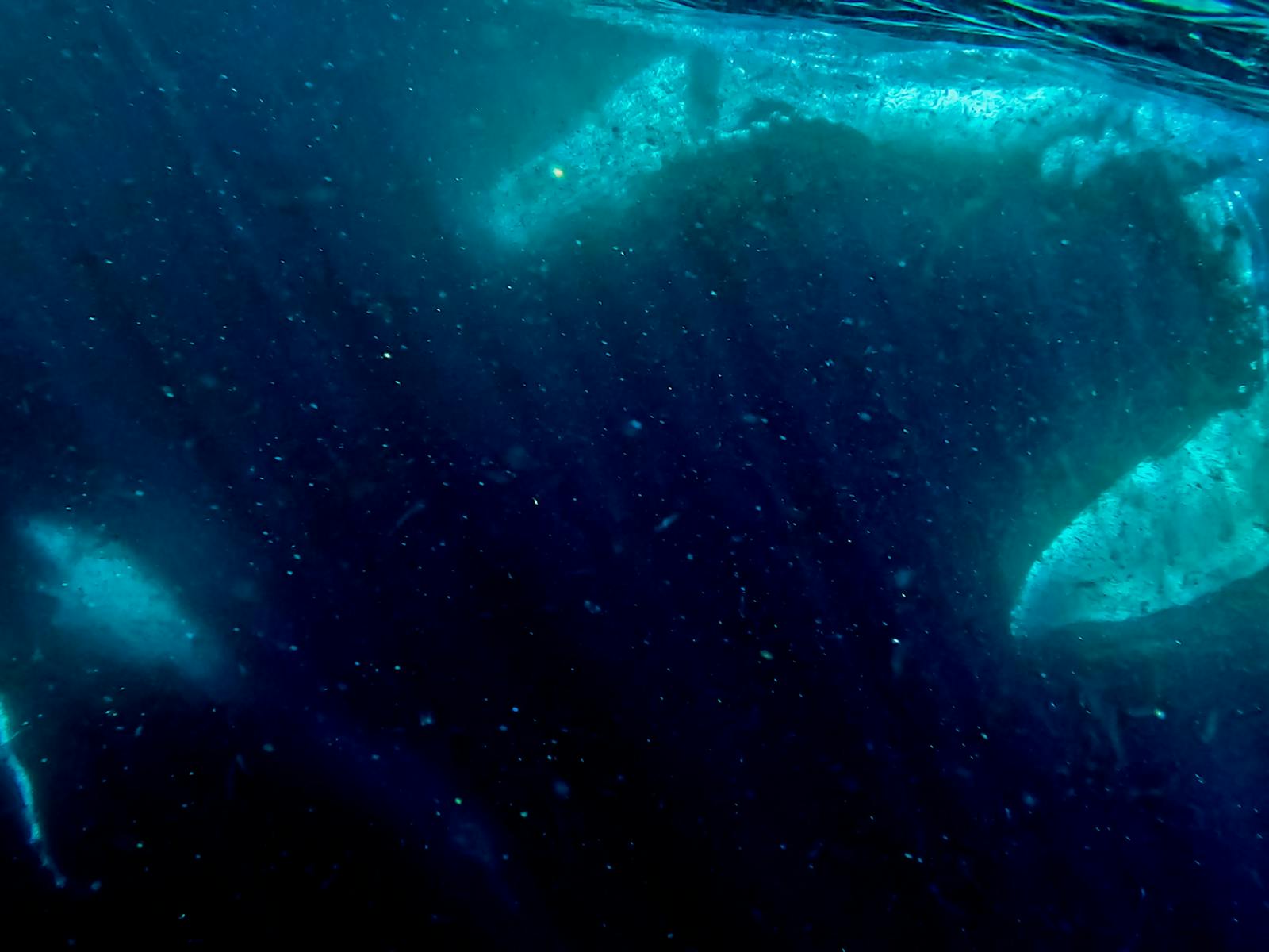 Whales Underwater