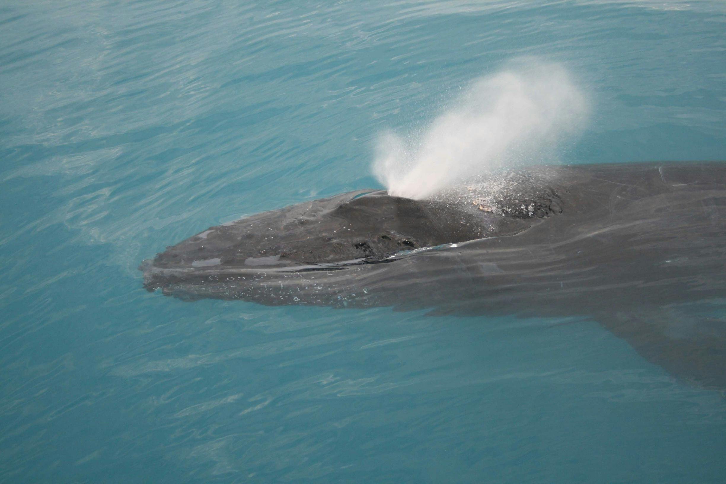 Humpback Whale on the Kimberley Coast