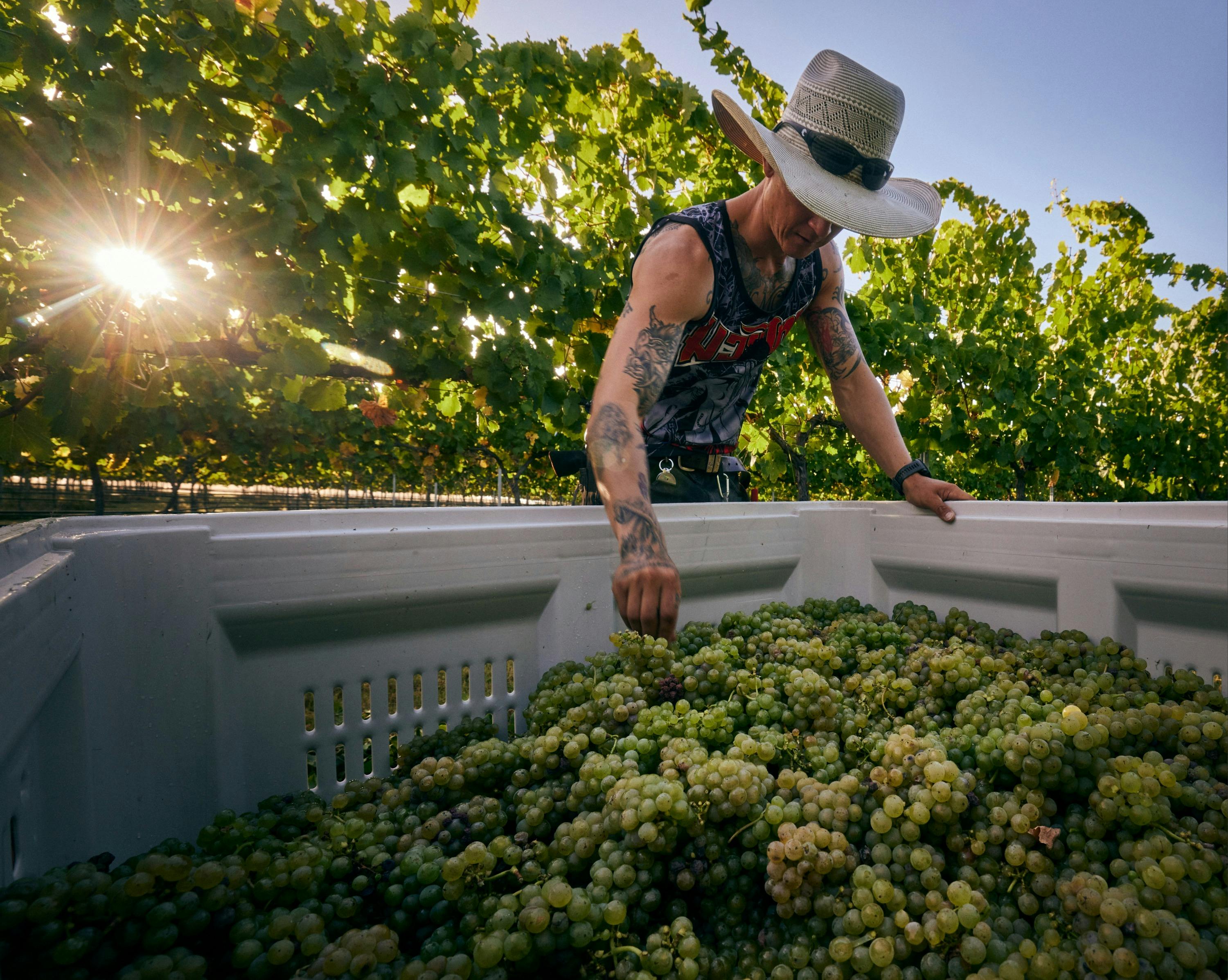 Riesling Harvest EP1