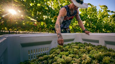 Riesling Harvest EP1