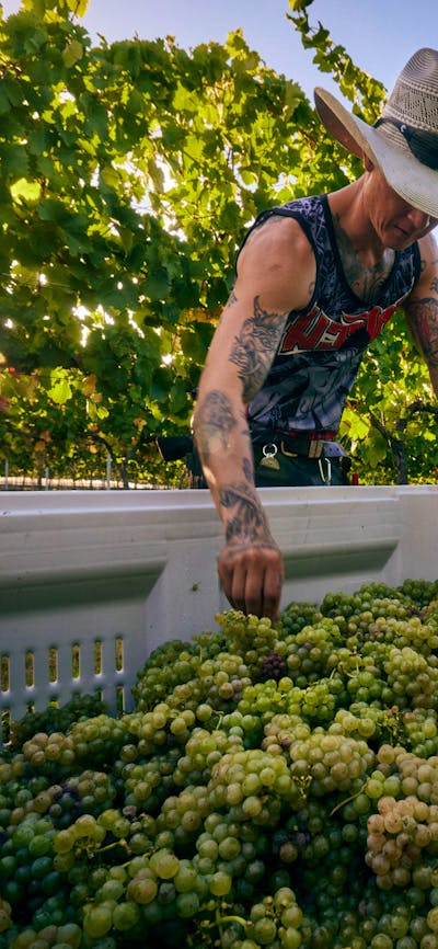 Riesling Harvest EP1