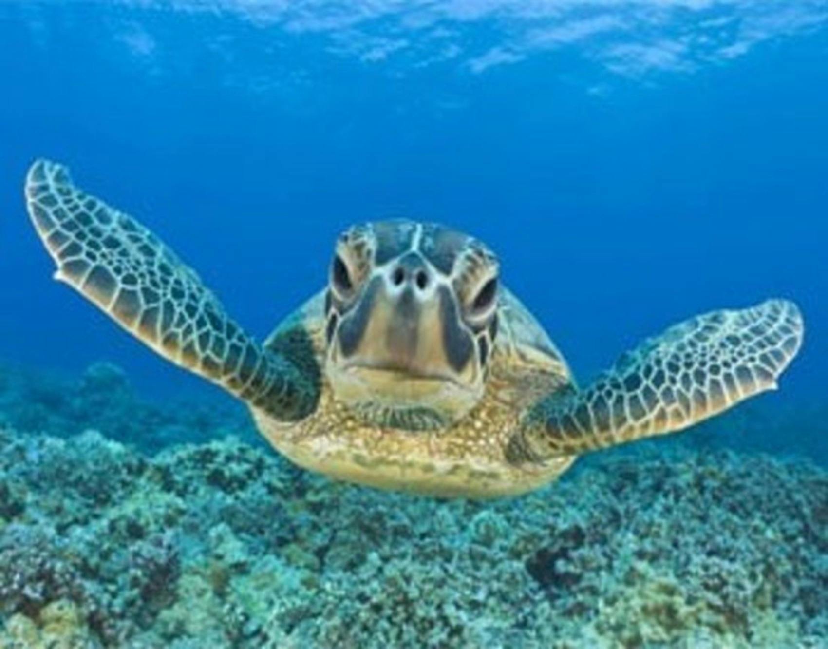 Sea turtle
