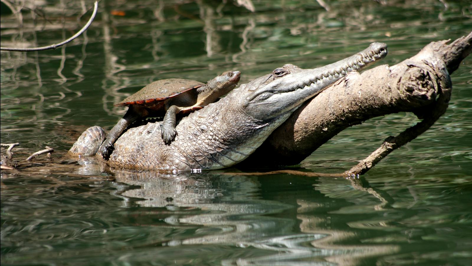 Freshwater turtle riding a freshwater crocodile