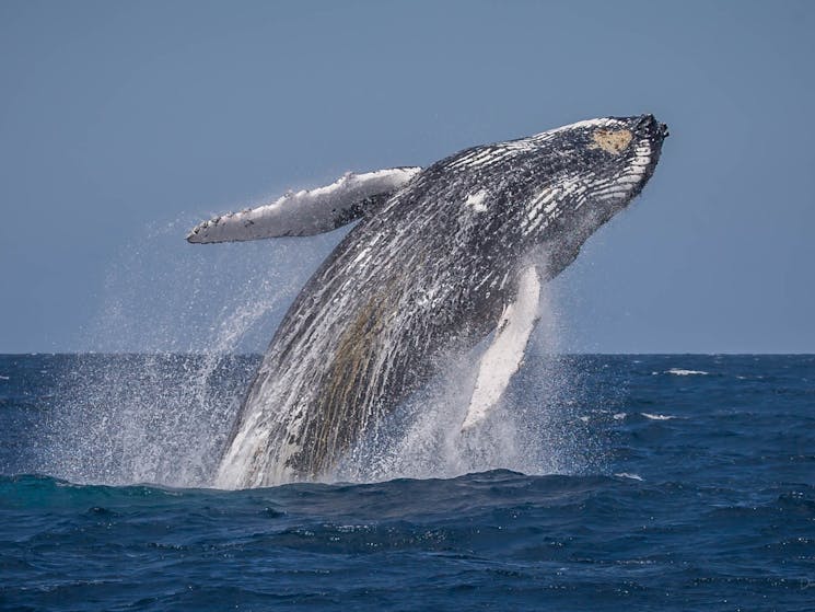 Whale Watching, Eden, Sapphire Coast, Lookout