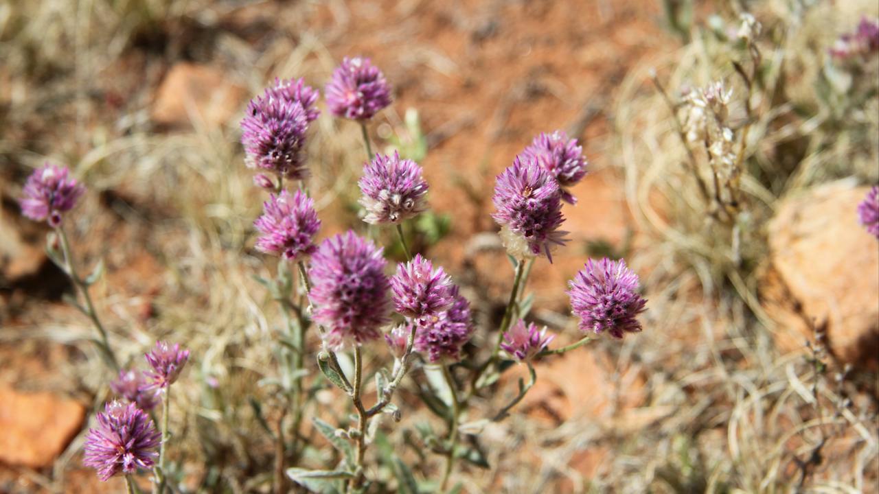 Walpa Gorge walk