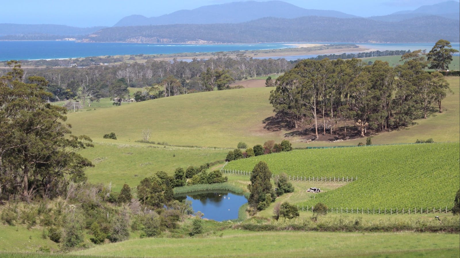 Cape Bernier Vineyard