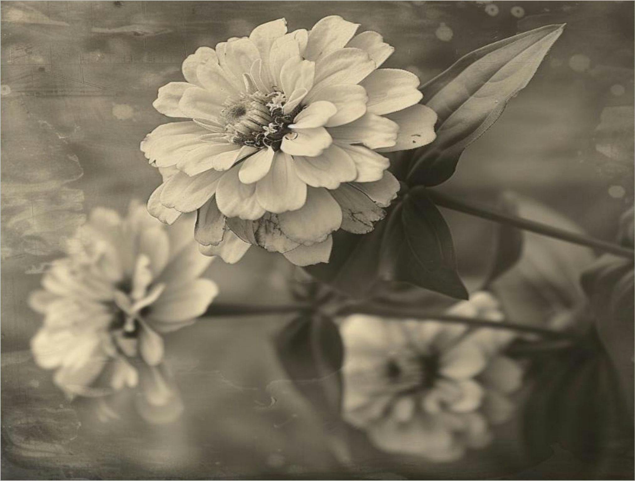 Muted black & white image of three flowers.