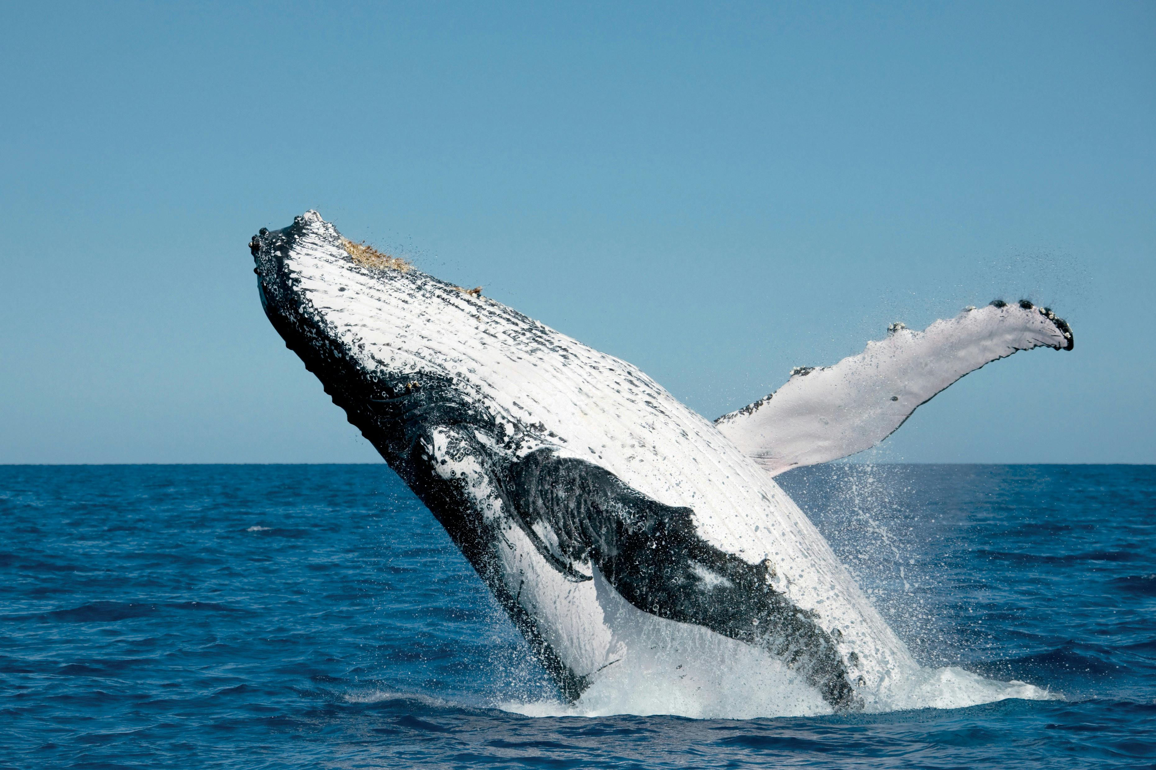 Whale Watching