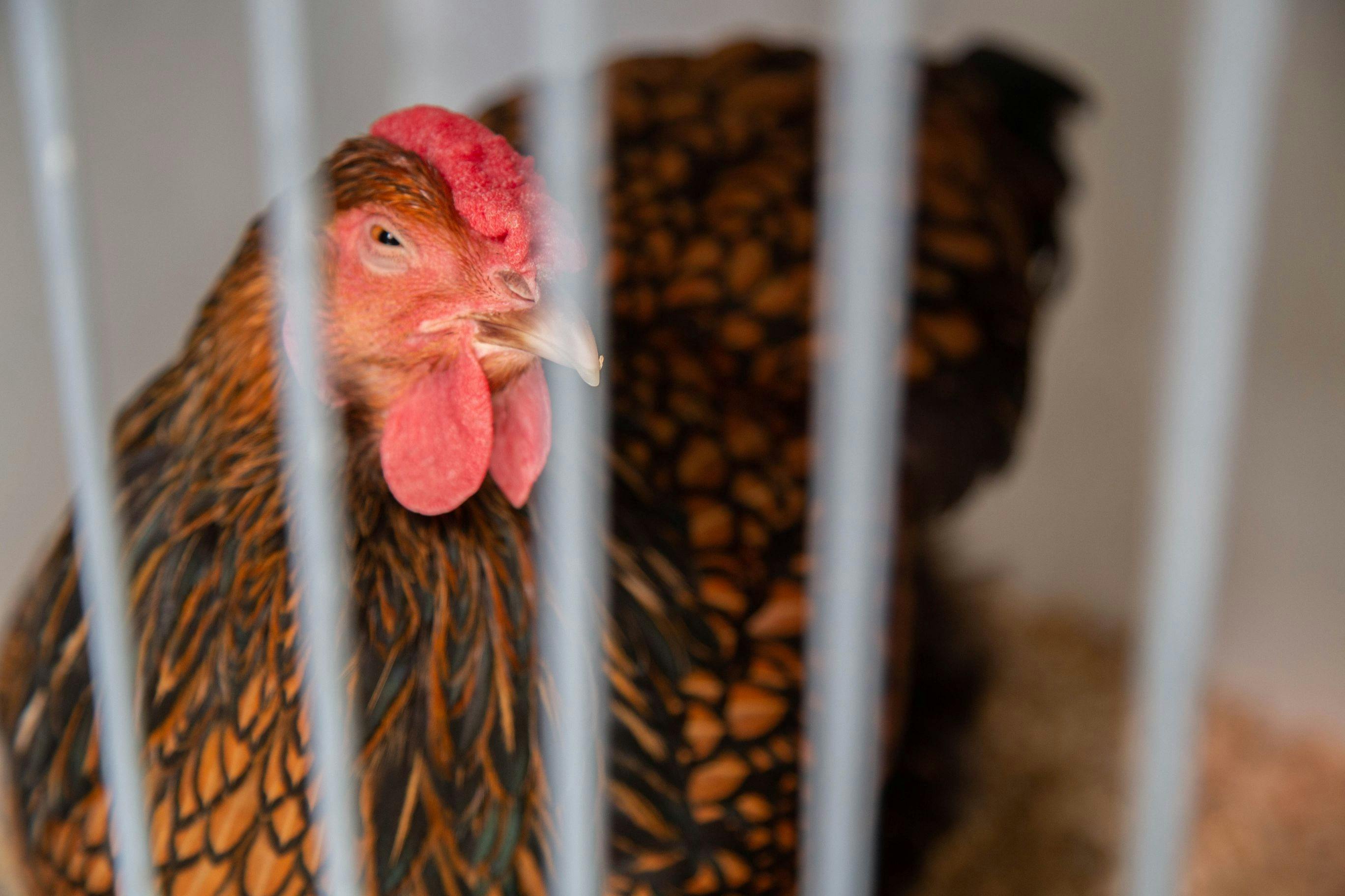 2023 Poultry Spectacular