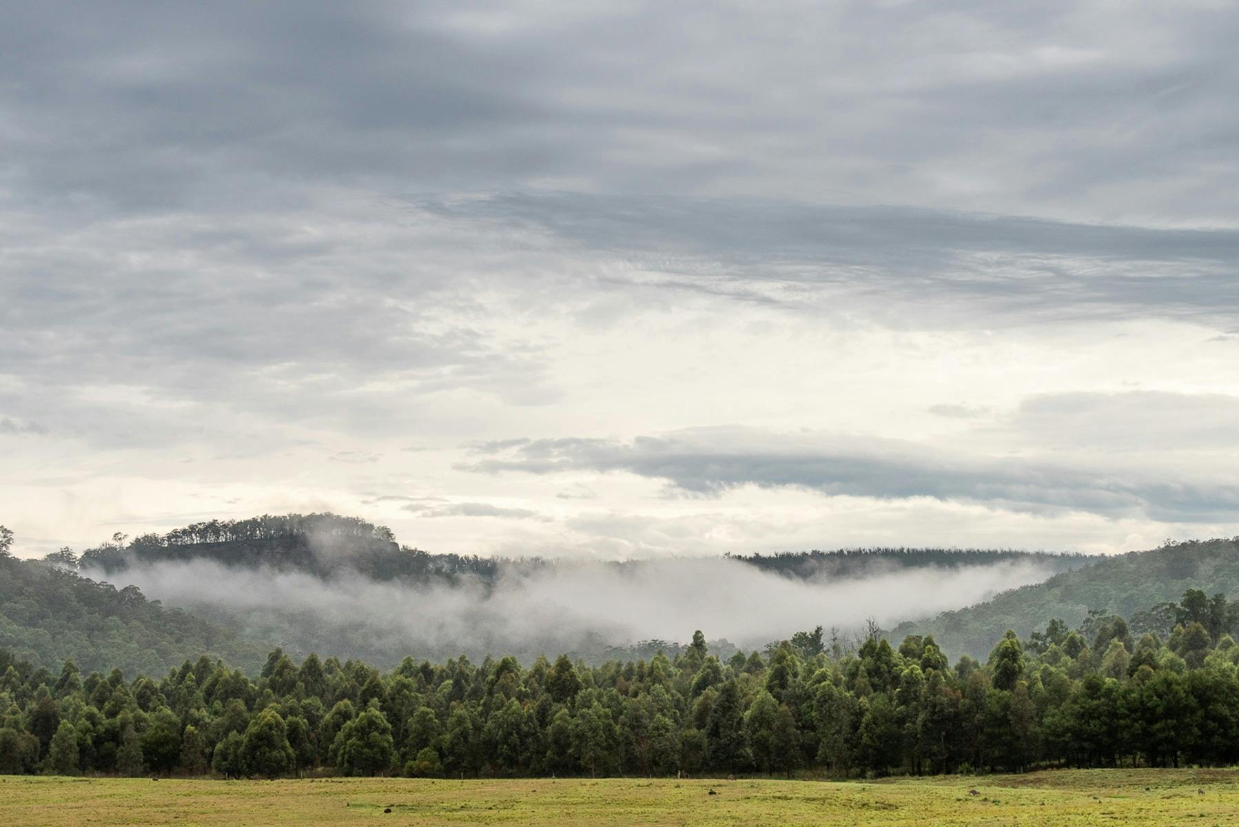A forest of trees with a mountain range behind