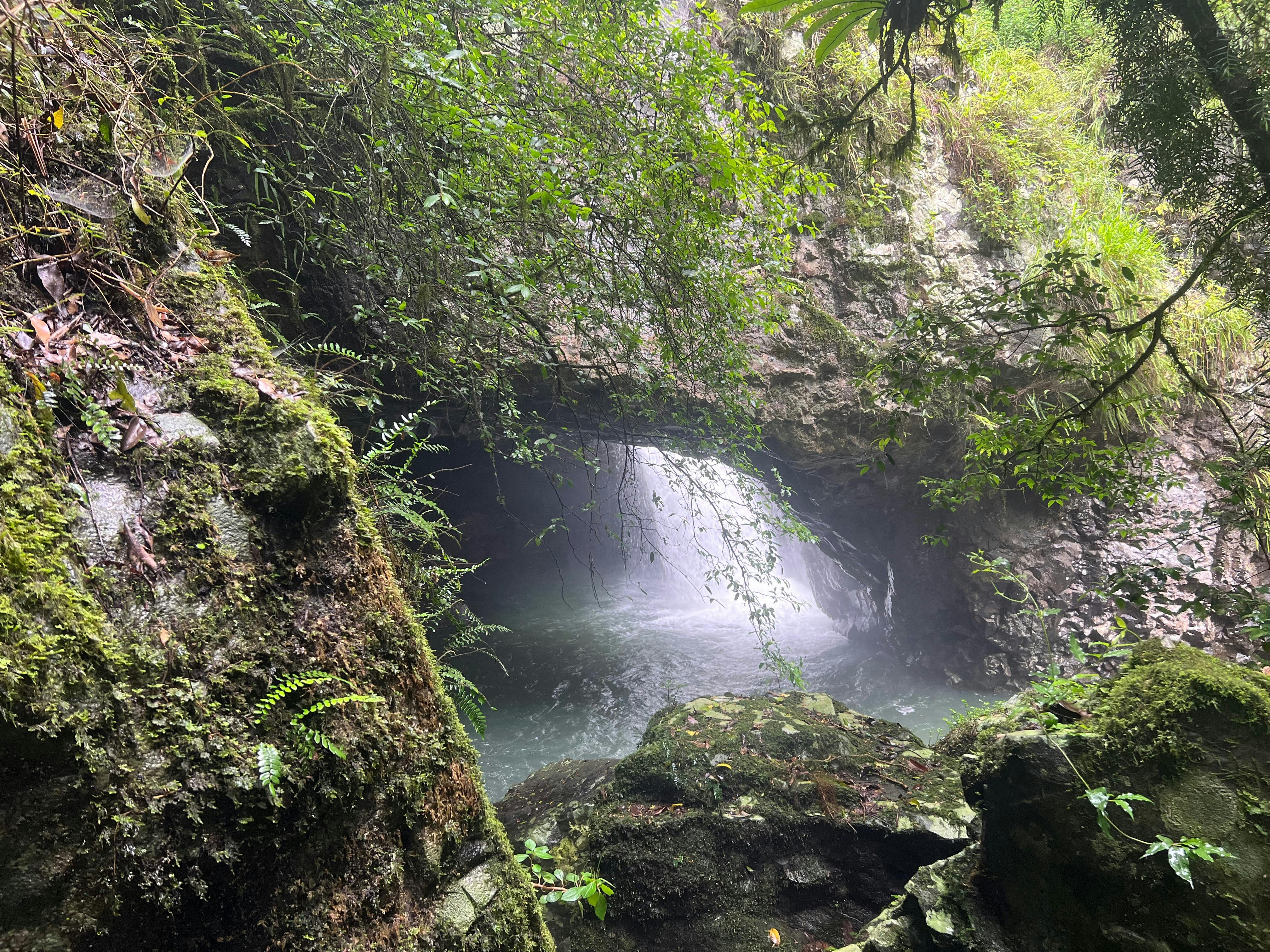 Springbrook and Tamborine Adventure