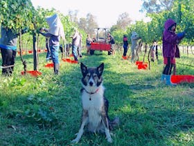 Murrumbateman Winery