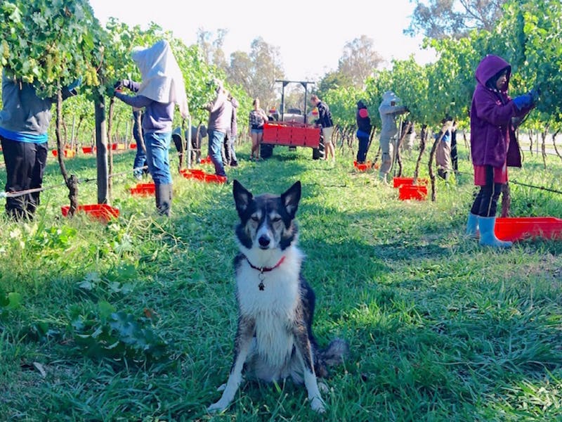 People picking wine grapes, with tractor in background and dog sitting in foreground