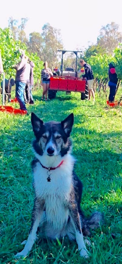 People picking wine grapes, with tractor in background and dog sitting in foreground