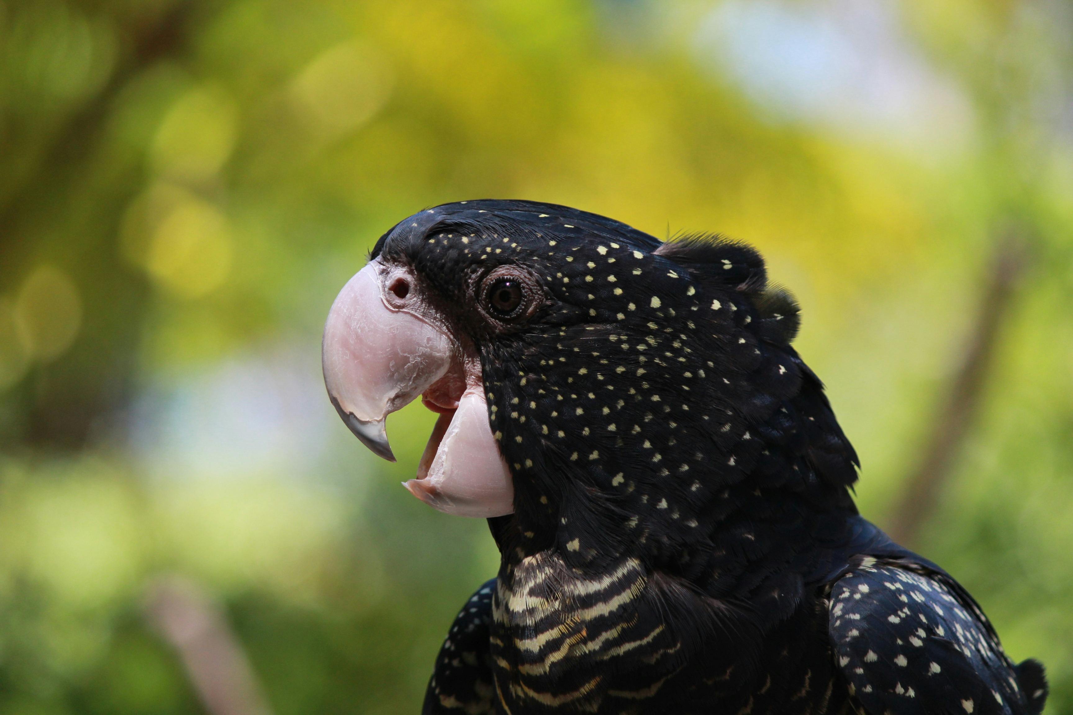 Profile view of a female red-tailed black-cockatoo, one of the stars of the Fleays In-flight Show.