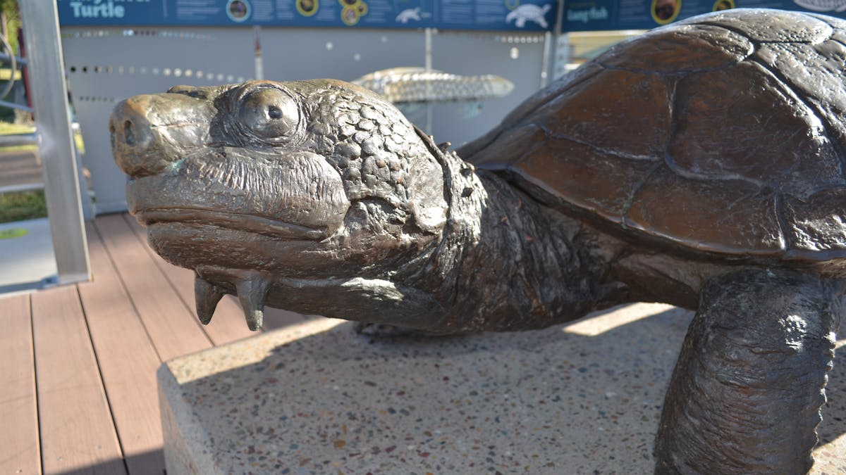 turtle