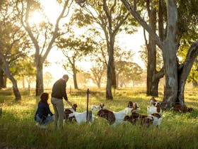 Winery owners feeding thier pet goats next to their vineyard