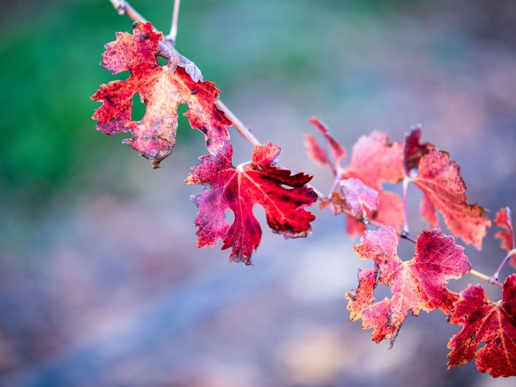 Vibrant autumn red coloured grape vine leaves.