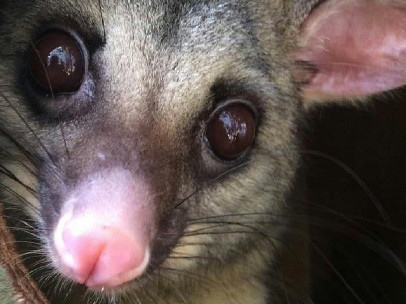 Image for Understanding Our Local Mammals In Care