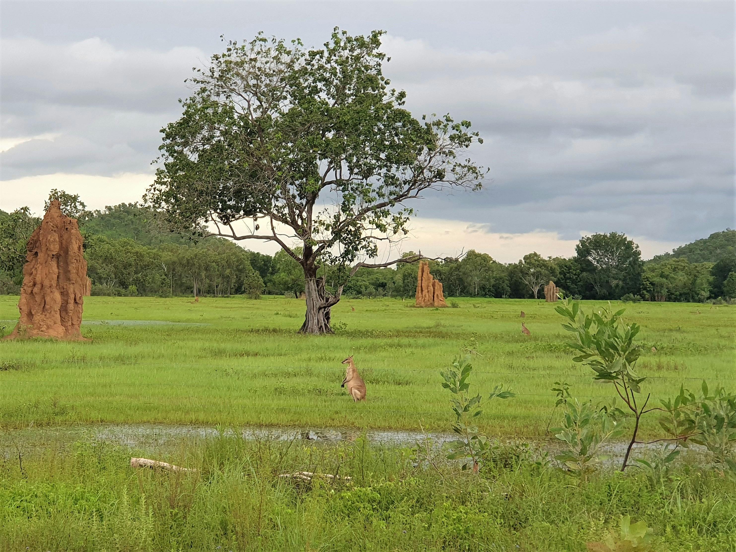Cathedral termite Mounds