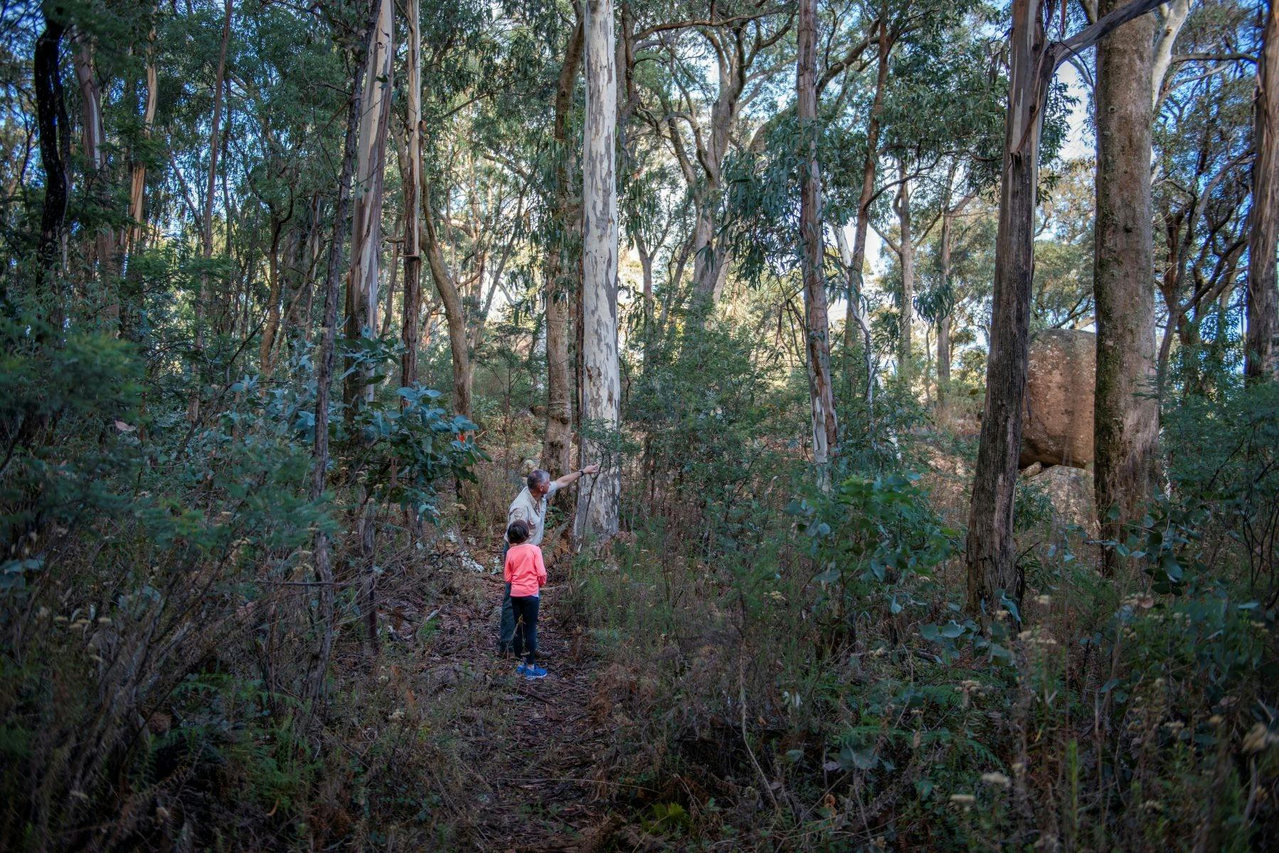 Amongst the tall stands of Blue Gums on the Conic Range Walking Track