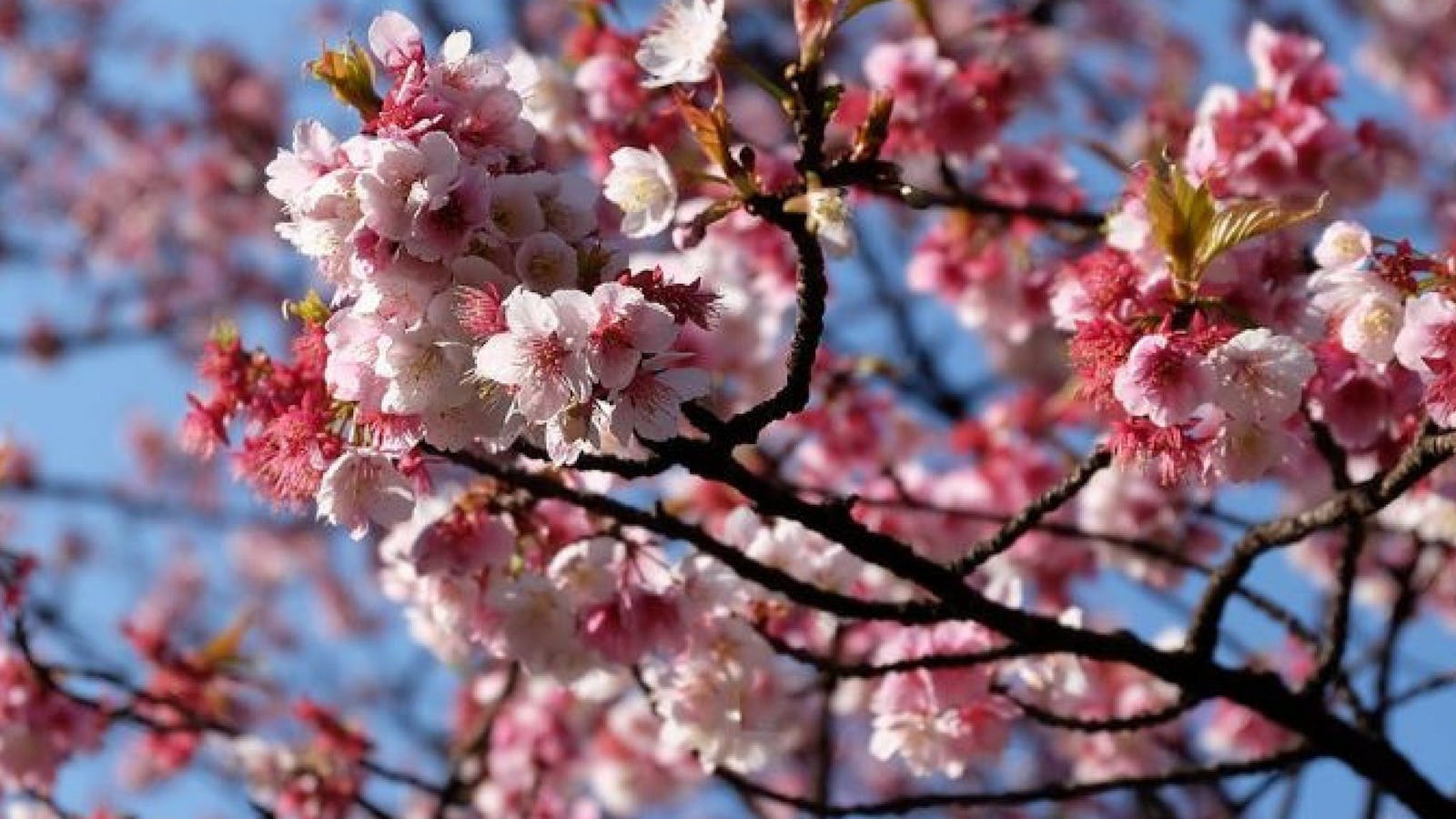 Sakura Avenue