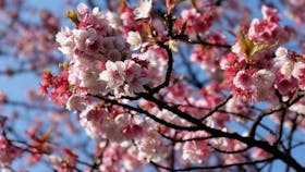 Sakura Avenue