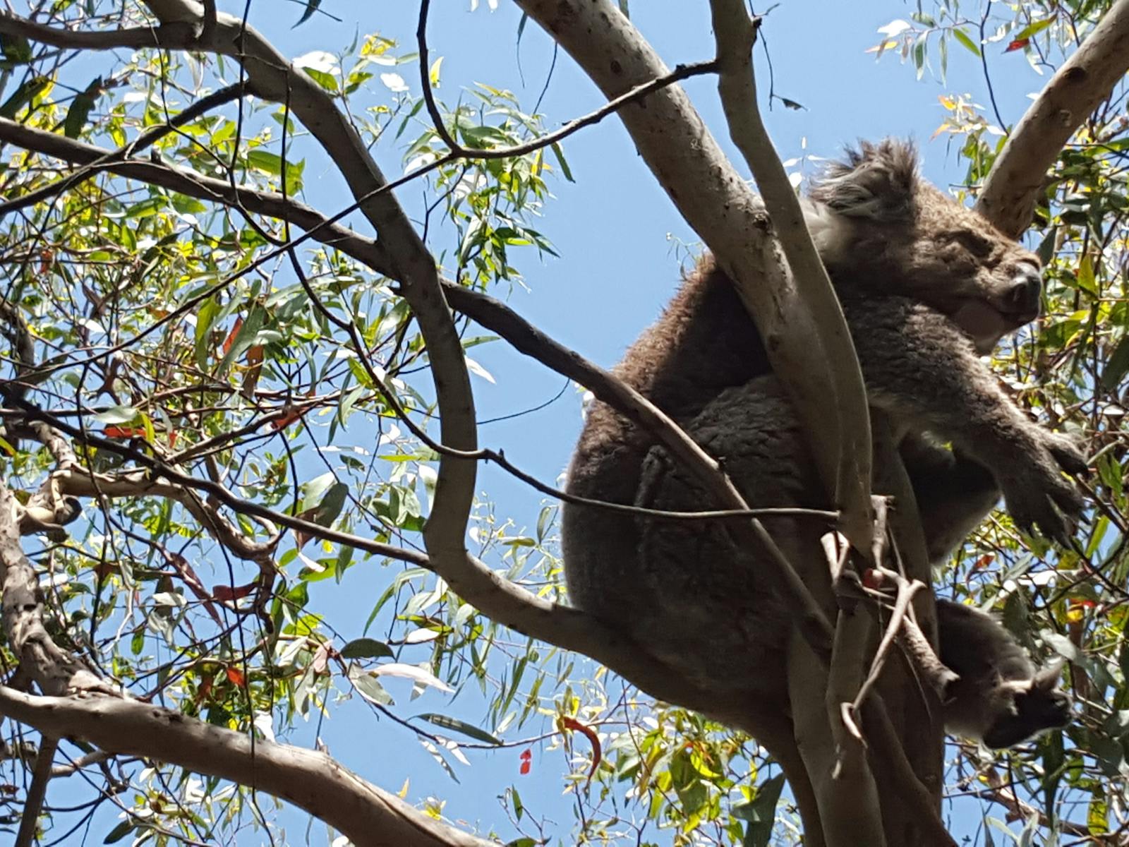 Koala at Kennett River - Great Ocean Road