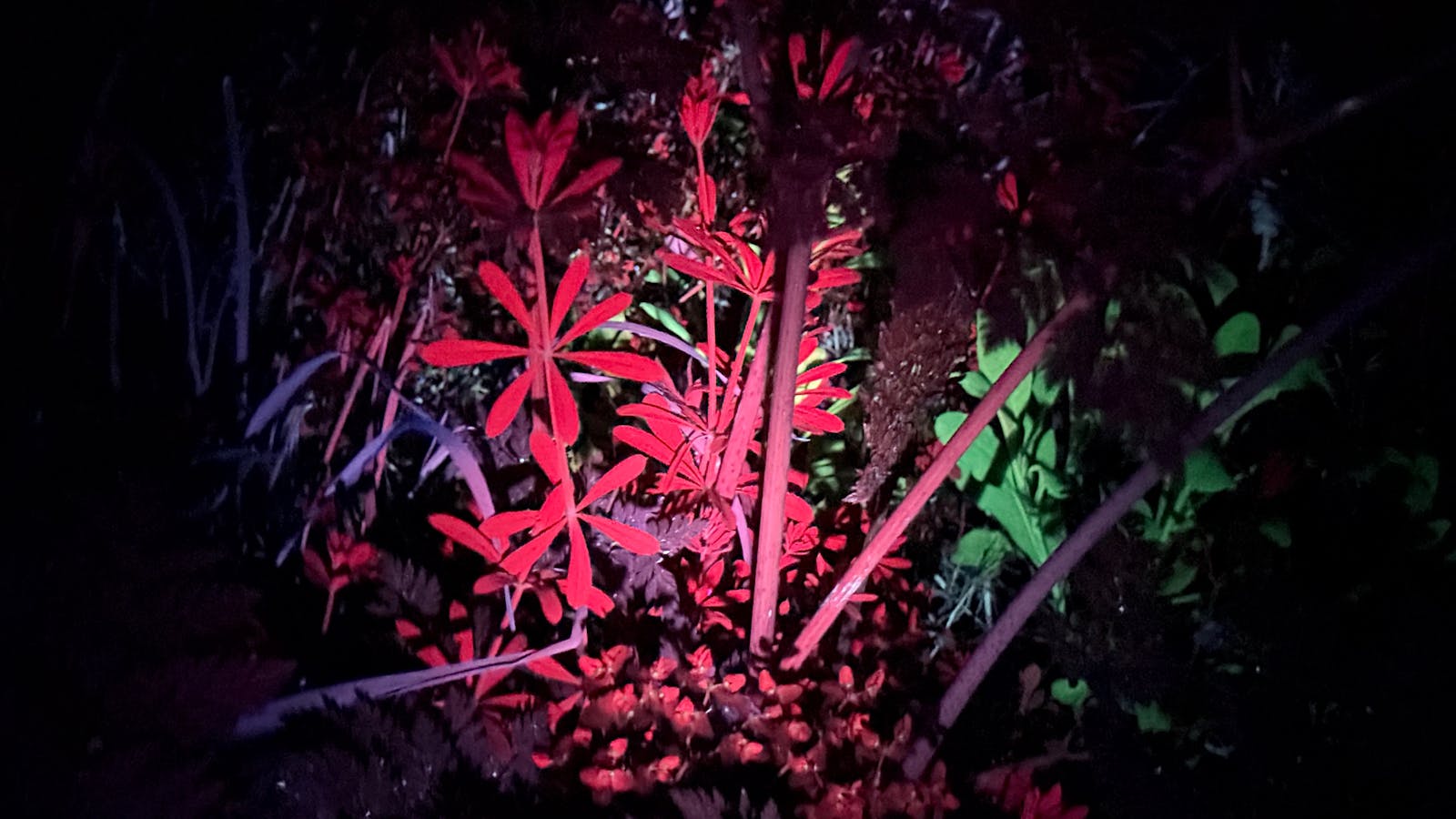Biofluorescent plants